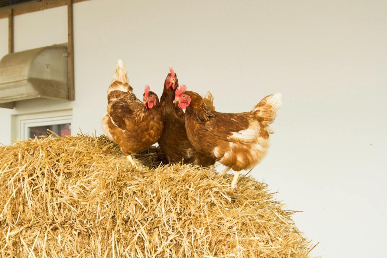 Ferienwohnung Murg Niederhof Eksteriør billede